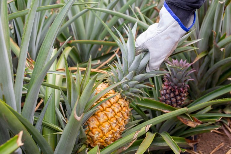 Scopri di più sull'articolo Nuova collaborazione tra Maeko e Komodra Business Group