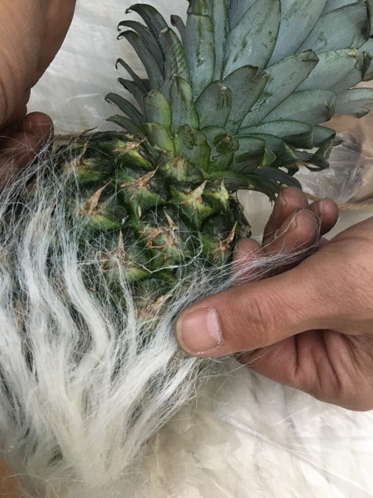 Maeko e Komodra Business Group per l'approvvigionamento della fibra di ananas