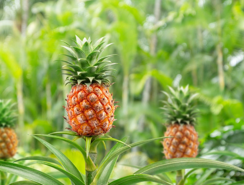 Maeko e Komodra Business Group per l'approvvigionamento della fibra di ananas